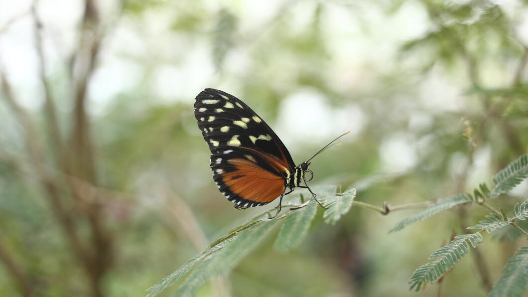 Vlindertuin Zinder